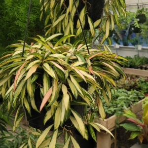 Decorative Indoor Houseplants in MetroWest and Bedford, MA